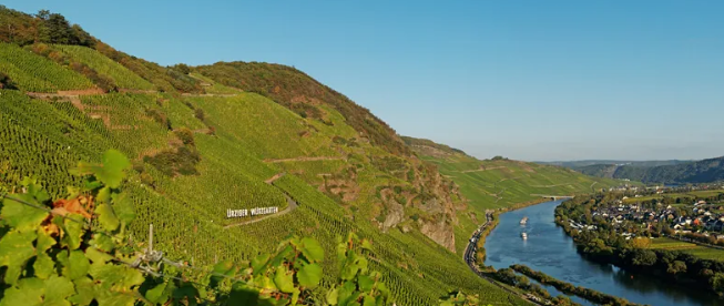 Kolejne Urodziny Rieslinga