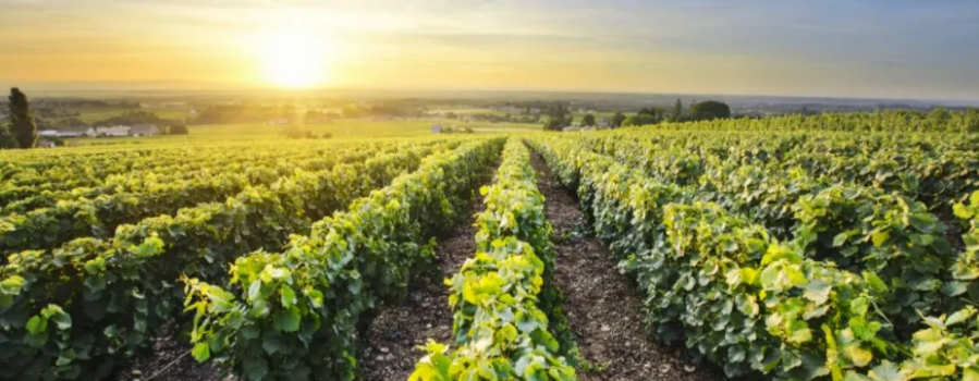 Klasyfikacja win burgundzkich