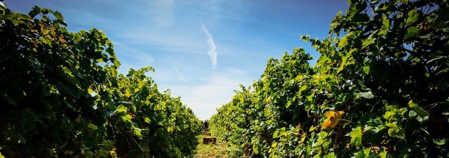 Langwedocja, Minervois