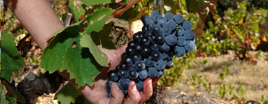 Pinot Noir – Książę albo też Król czerwonych win