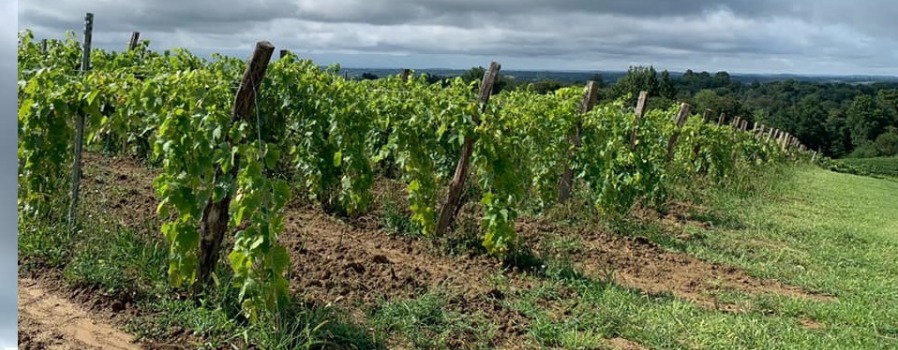 Kilka słów o Chardonnay