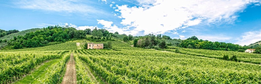 Wino a zdrowie