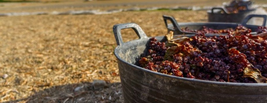 Co warto wiedzieć o Cabernet Sauvignon?